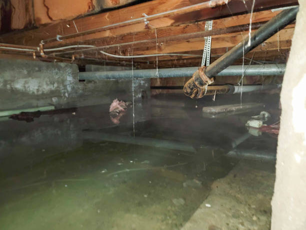 Best Basement Water Damage Restoration in Greenville, NC