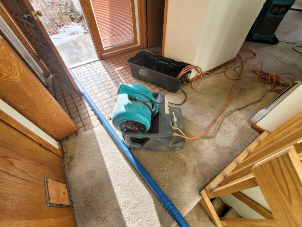 Best Mold Prevention and Remediation in Greenville, NC